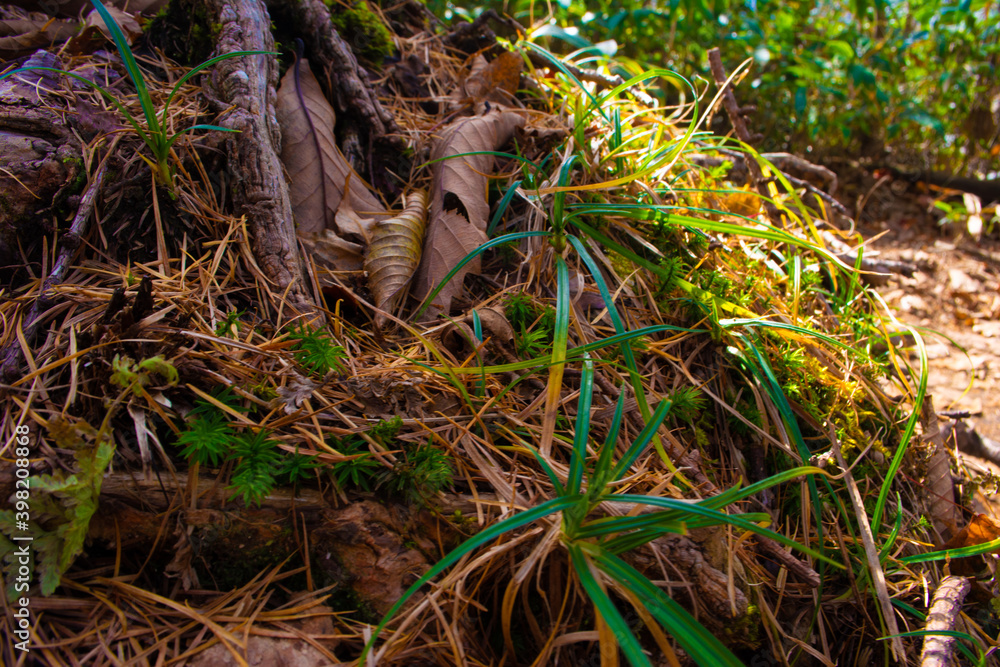 Obraz premium 沼ッ原湿原の山道