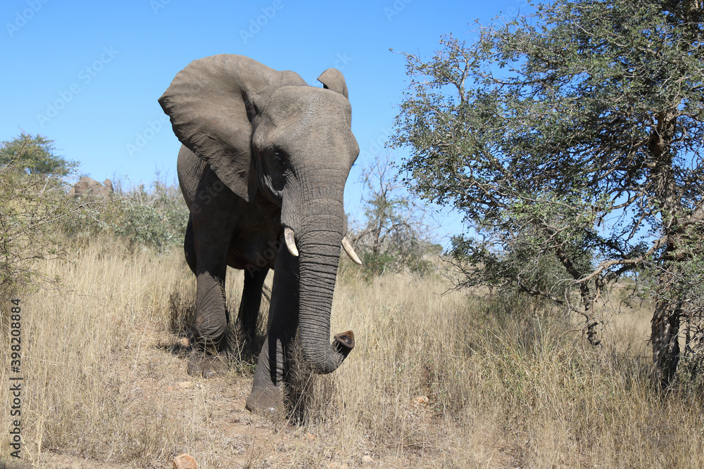 Obraz premium Afrikanischer Elefant / African elephant / Loxodonta africana