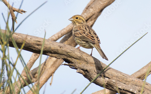 Cirl Bunting ( Emberiza cirlus ) ,female , perched on a branch photo