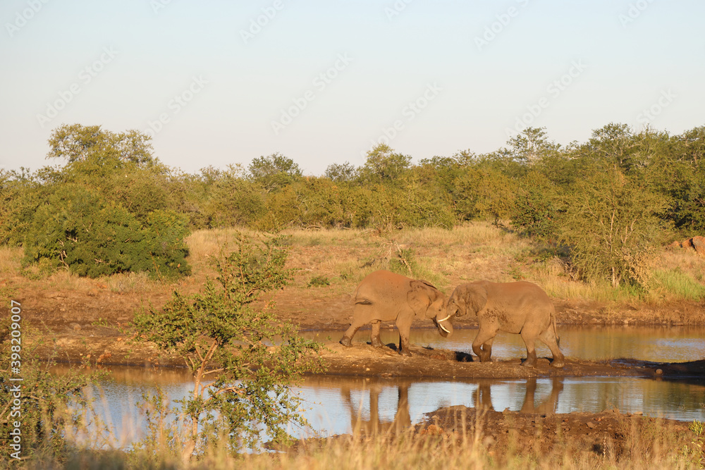 Afrikanischer Elefant / African elephant / Loxodonta africana. Afrikanischer Elefant / African elephant / Loxodonta africana.