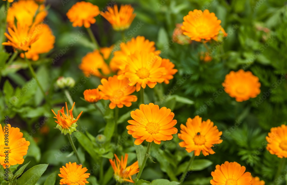 Orange flowers of marigold closeup in summer on a green background Orange flowers of marigold closeup in summer on a green background