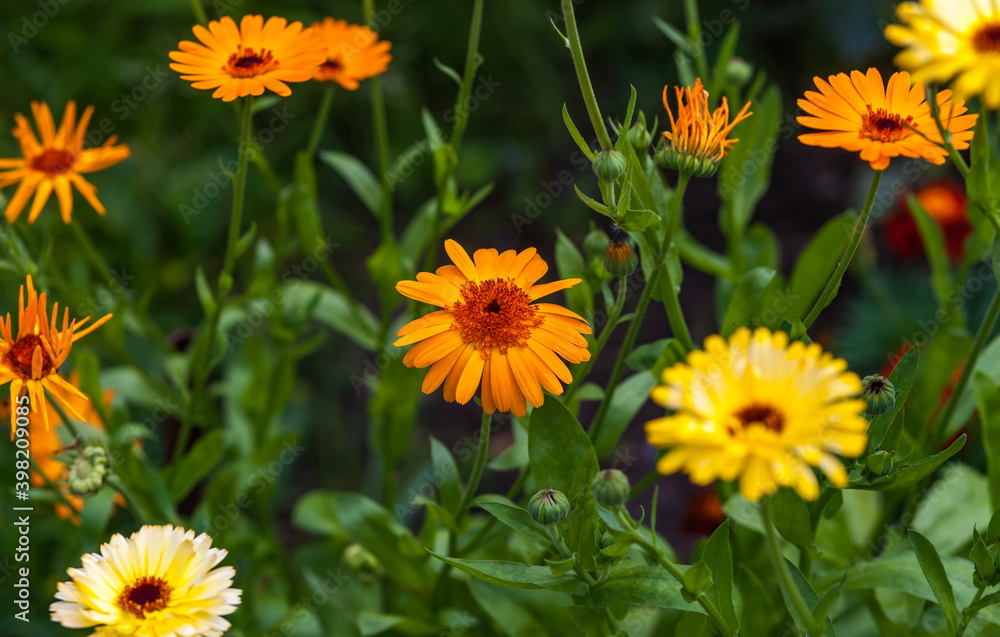 Orange flowers of marigold closeup in summer on a green background Orange flowers of marigold closeup in summer on a green background