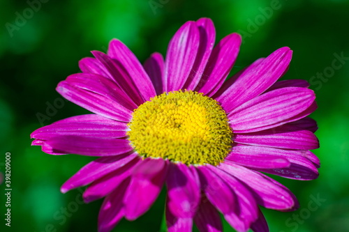 Flowers pink pyrethrum closeup on green background in summer