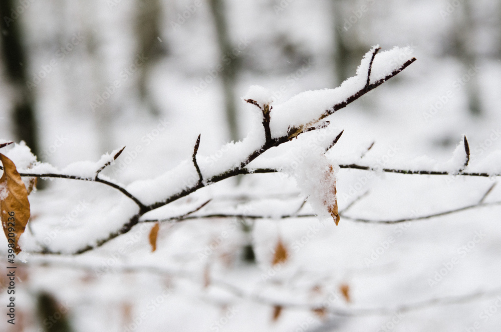 Beautiful forest landscape in winter full of snow. Trunks and branches of trees covered by snow. Winter paradise in a fantastic forest. Beautiful forest landscape in winter full of snow. Trunks and branches of trees covered by snow. Winter paradise in a fantastic forest.