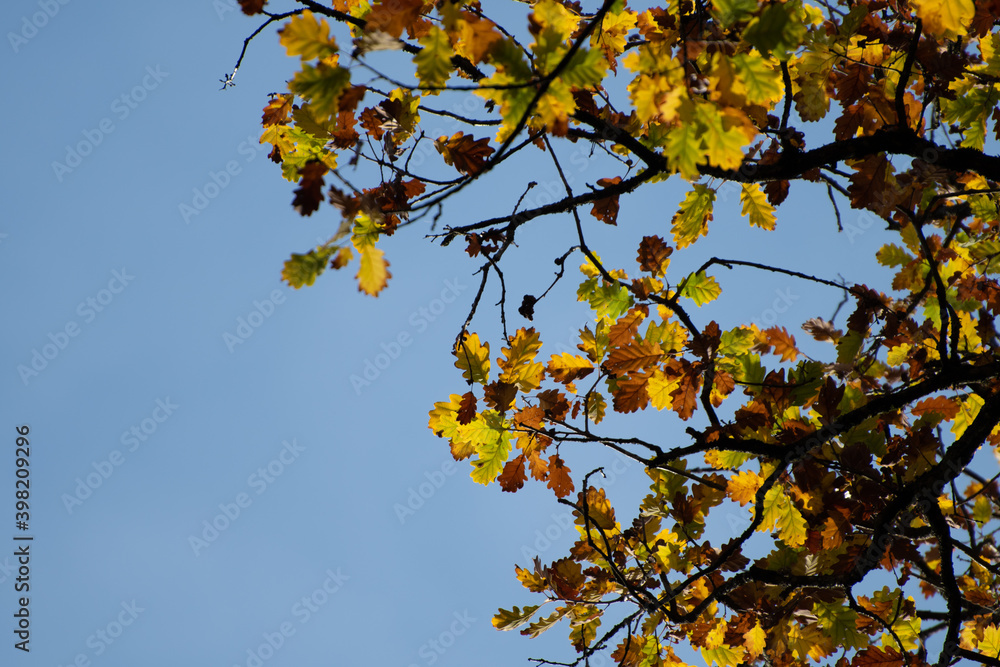 Feuilles d'automne 1 Feuilles d'automne 1