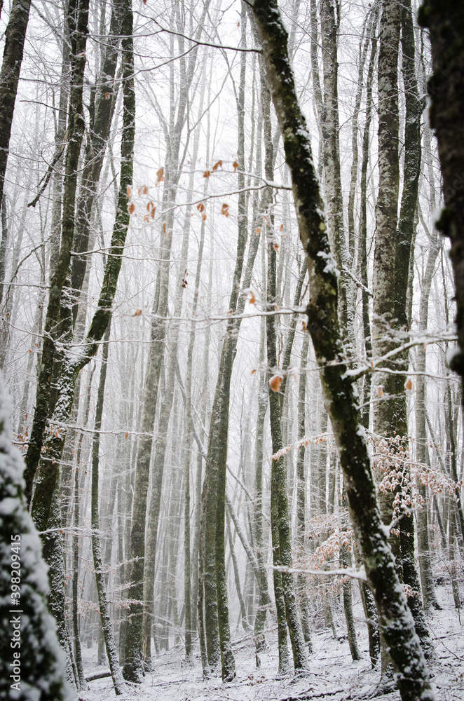 Obraz premium Beautiful forest landscape in winter full of snow. Trunks and branches of trees covered by snow. Winter paradise in a fantastic forest.