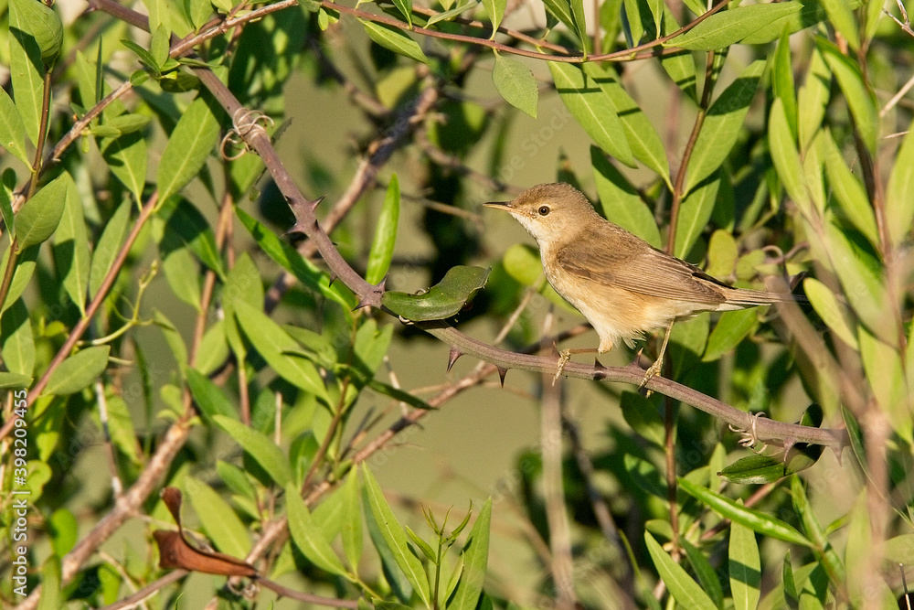 Marsh Warbler (Acrocephalus palustris), in a bush, Side, Turkey. Marsh Warbler (Acrocephalus palustris), in a bush, Side, Turkey.