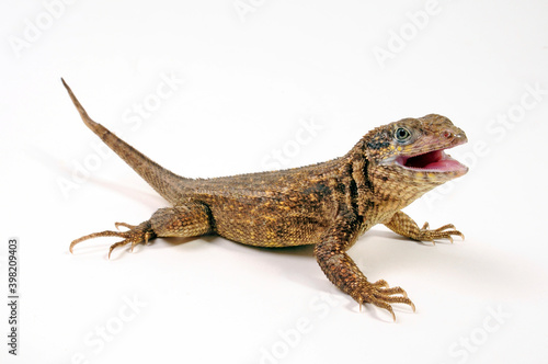 Rollschwanzleguan // Northern curly-tailed lizard (Leiocephalus carinatus) photo