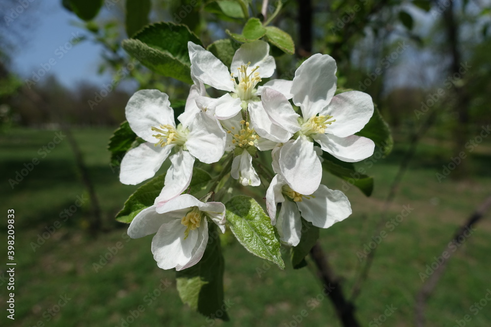 Lily white flowers of apple tree in April Lily white flowers of apple tree in April