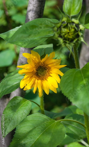 Yellow flowers sunflower closeup