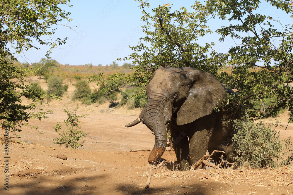 Fototapeta premium Afrikanischer Elefant / African elephant / Loxodonta africana