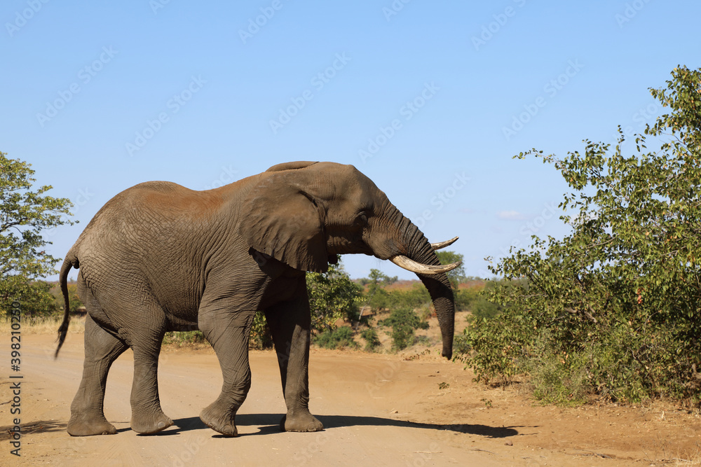 Obraz premium Afrikanischer Elefant / African elephant / Loxodonta africana