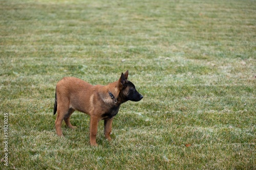 belgian shepherd puppy dog