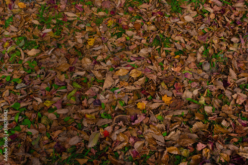 沼ッ原湿原の落ち葉の絨毯