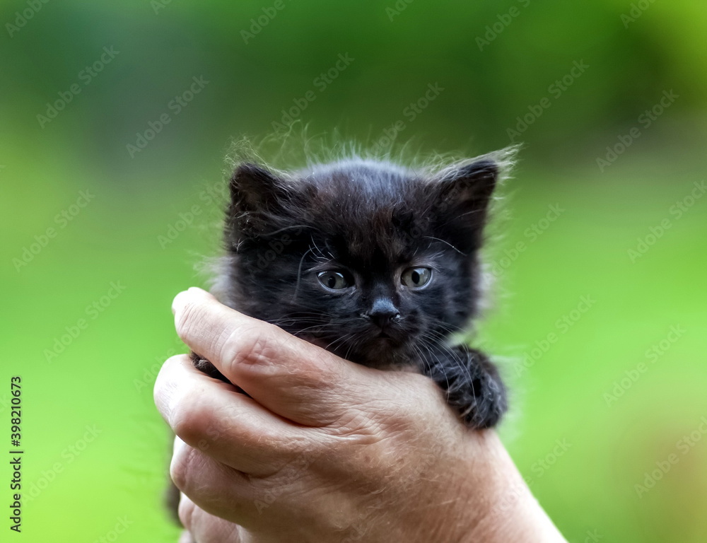 Black kitten close-up in the hands of a man on a green background. Focus on the eye