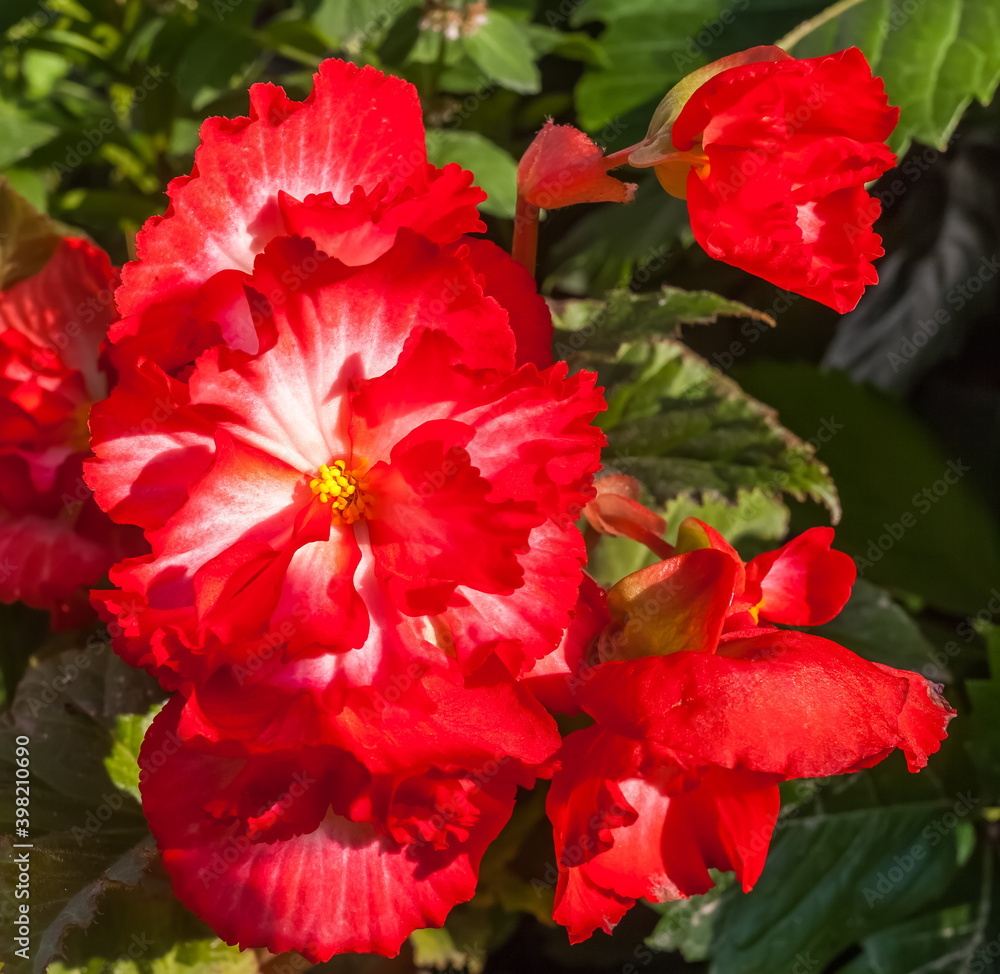 Red Begonia flowers closeup after rain on green background Red Begonia flowers closeup after rain on green background
