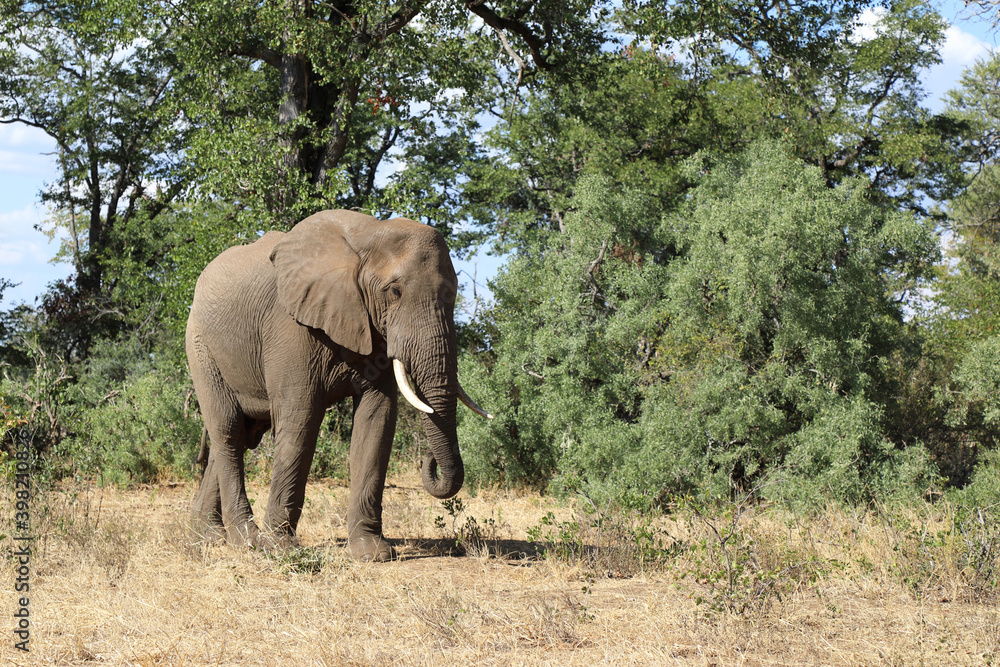 Afrikanischer Elefant / African elephant / Loxodonta africana Afrikanischer Elefant / African elephant / Loxodonta africana