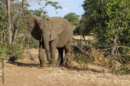 Afrikanischer Elefant   African elephant   Loxodonta africana