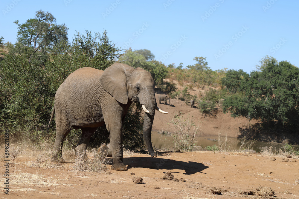 Obraz premium Afrikanischer Elefant / African elephant / Loxodonta africana