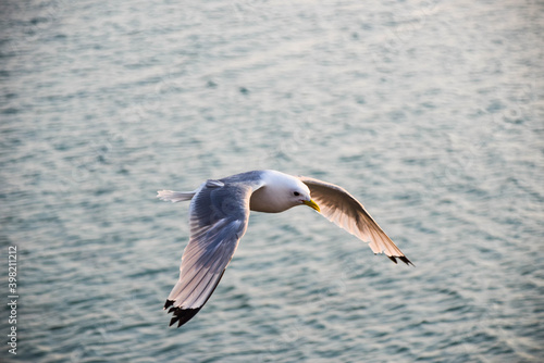 Flying seagull over the sea, Norway
