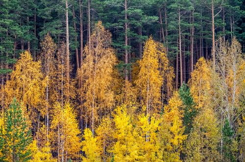 Yellow foliage of birches on the background of pine trees in the forest in autumn