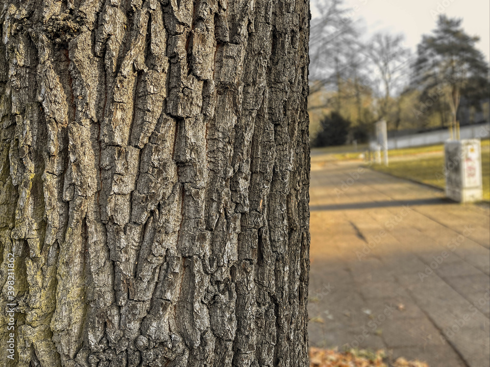 Close up of texture of tree barks and tree trunk in natural environmen for background