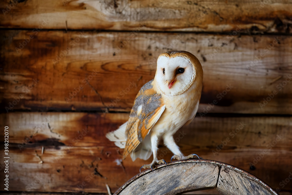 Obraz premium Barn owl (Tyto alba) sitting in an old barn in Gelderland in the Netherlands.