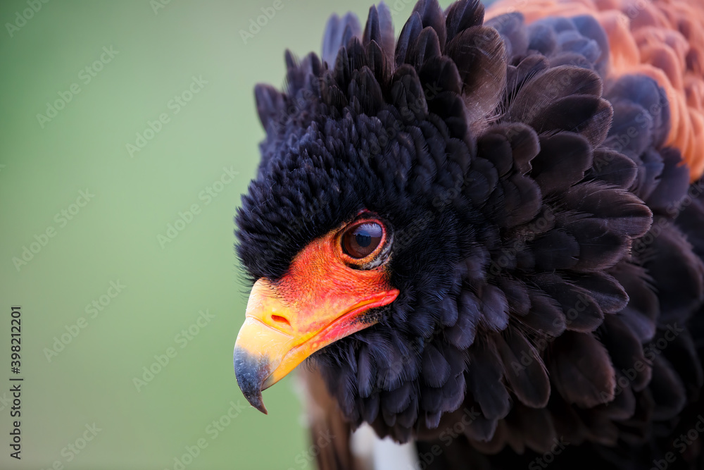 Portrait of a Bateleur Eagle (Terathopius ecaudatus) in Gelderland in the Netherlands