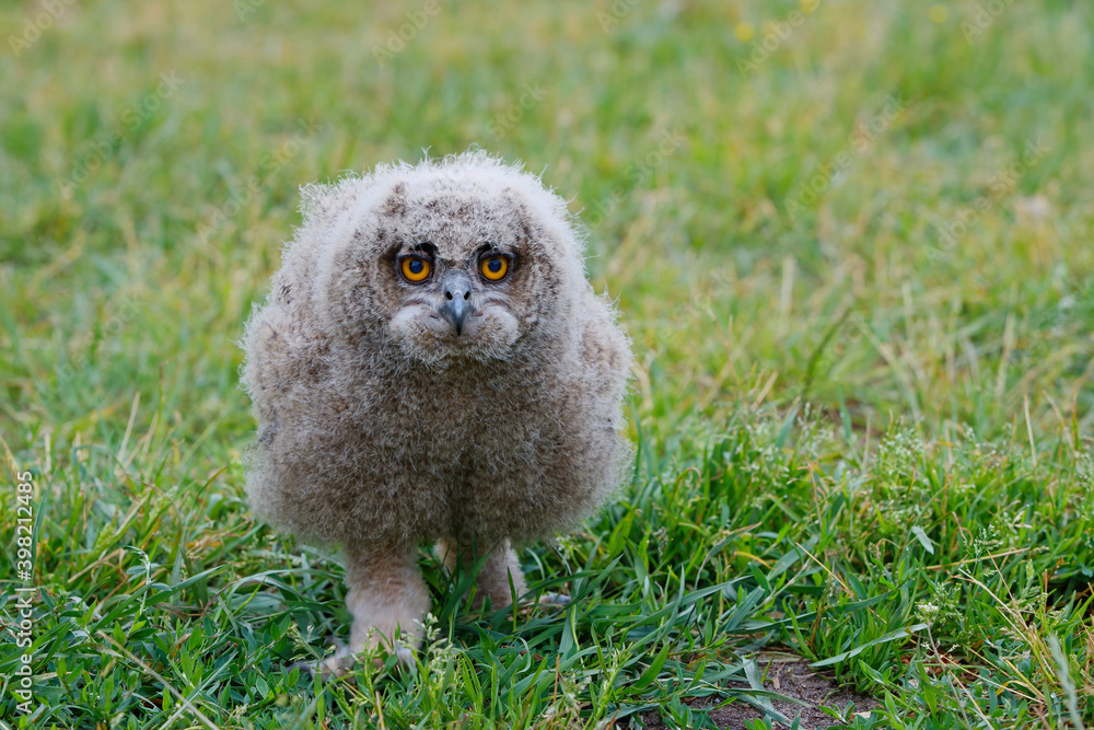 Cute juvenile European Eagle Owl (Bubo bubo) walking over a meadow in Gelderland in the Netherlands. Cute juvenile European Eagle Owl (Bubo bubo) walking over a meadow in Gelderland in the Netherlands.