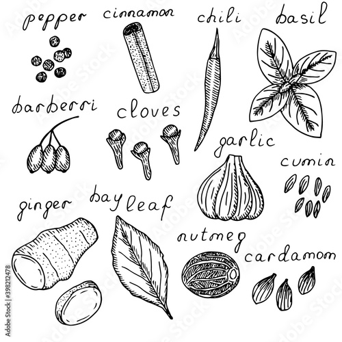 Spice set, vector illustration, black pepper, cinnamon, chili pepper, basil, barberry, clove, garlic, cumin, ginger, bay leaf, nutmeg, cardamom, hand drawing