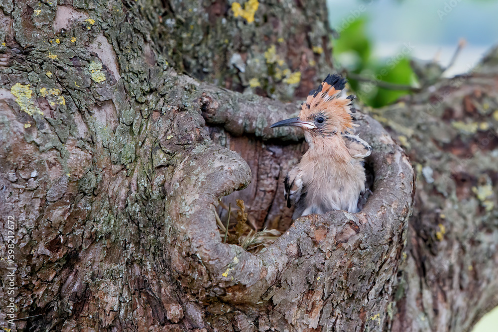 Juvenile Hoopoe (Upupa epops) in a hollow tree in the Netherlands