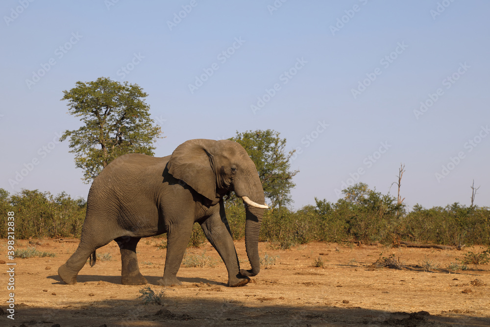 Afrikanischer Elefant / African elephant / Loxodonta africana Afrikanischer Elefant / African elephant / Loxodonta africana