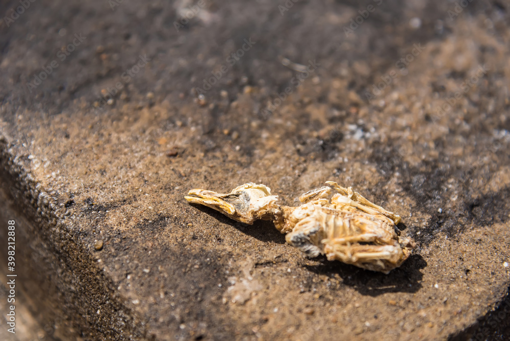 Fototapeta premium The dead bird was dry, leaving only a skeleton on the cement floor.