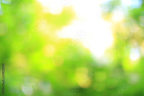 blurry image of fresh green foliage in the forest .