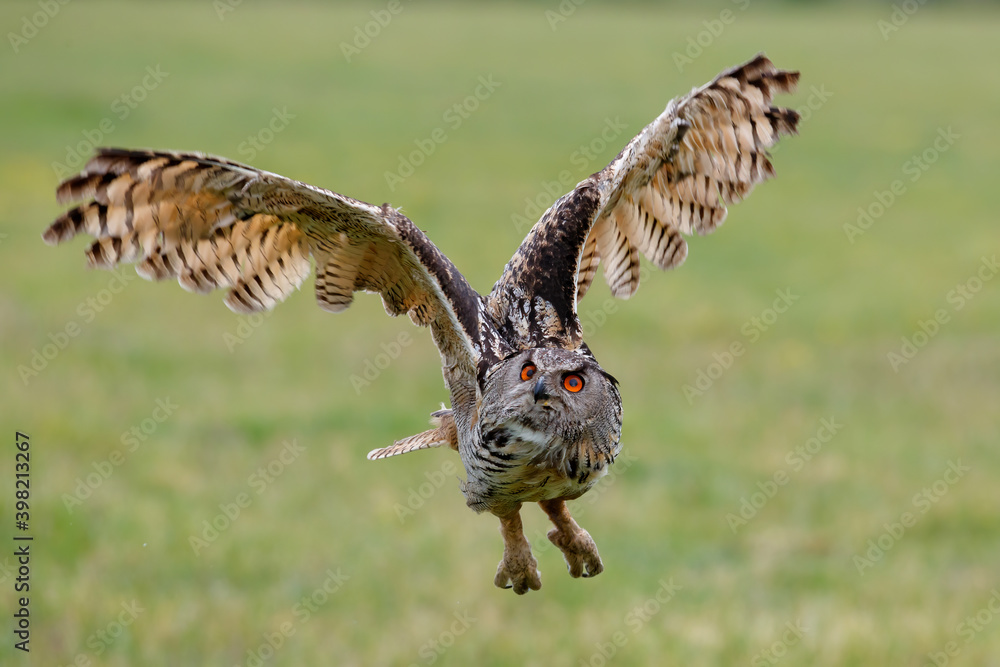 Obraz premium Huge European Eagle Owl (Bubo bubo) flying low over a meadow in Gelderland in the Netherlands. 