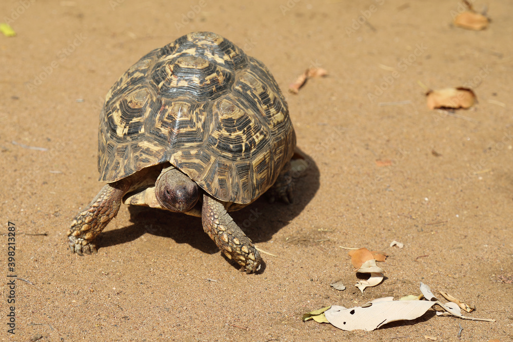 Fototapeta premium Leopardenschildkröte / Leopard tortoise / Geochelone pardalis
