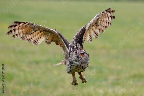 Huge European Eagle Owl (Bubo bubo) flying low over a meadow in Gelderland in the Netherlands. 