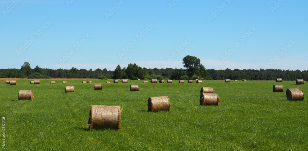 Rolls of mown hay on a green field