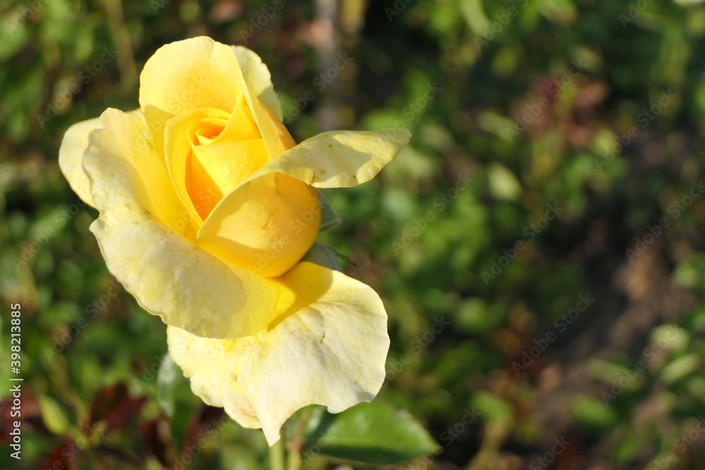 Yellow fresh rose with the radiation of happiness, sunshine, and optimistic cheerfulness Yellow fresh rose with the radiation of happiness, sunshine, and optimistic cheerfulness