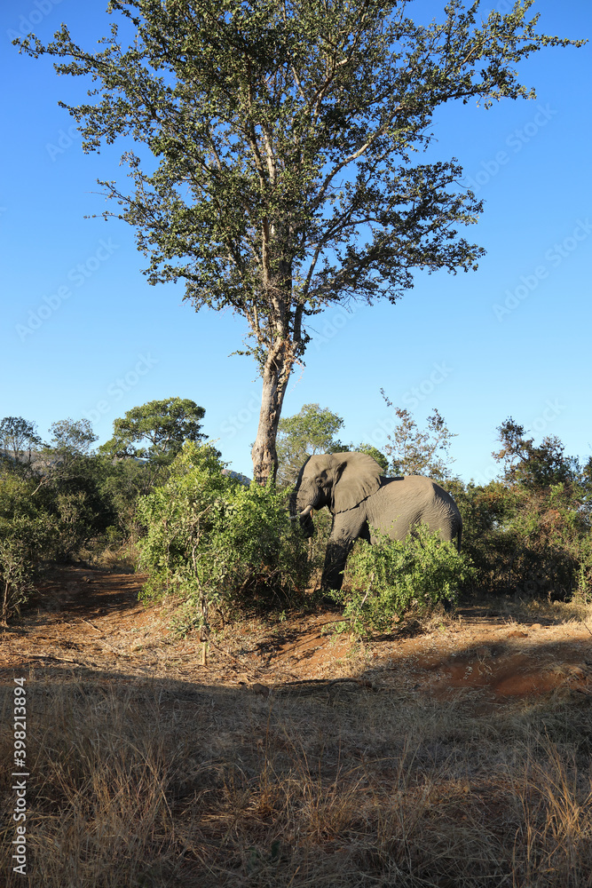 Fototapeta premium Afrikanischer Elefant / African elephant / Loxodonta africana