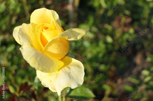 Yellow fresh rose with the radiation of happiness, sunshine, and optimistic cheerfulness