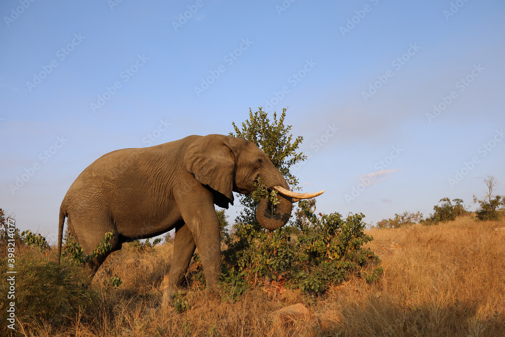 Fototapeta premium Afrikanischer Elefant / African elephant / Loxodonta africana