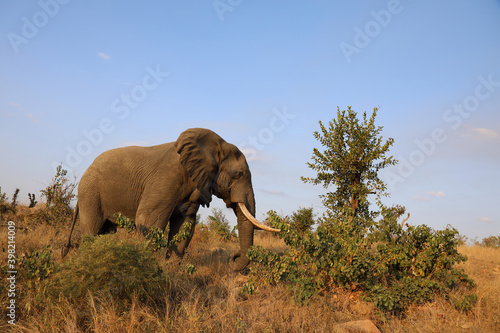 Afrikanischer Elefant   African elephant   Loxodonta africana