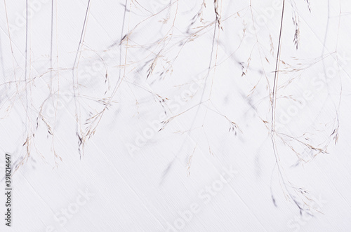 Elegant fracile dry fluffy grass straw on white wood board, top view, pattern.