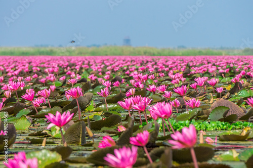 Talay Bua Daeng or Red indian water lily sea at Nong Han marsh in Kumphawapi district  Udon Thani  Thailand. The binomial name of this plant is Nymphaea pubescens Willd.