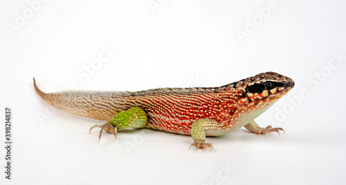 Bunter Maskenleguan // Haitian curlytail lizard (Leiocephalus personatus) photo