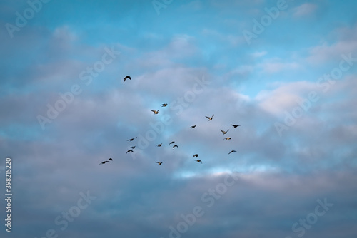 A flock of birds flying in the blue sky with white clouds.
