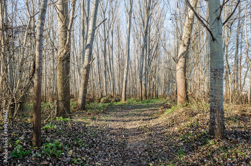 Forest on the bank of the river Danube in Petrovaradin near Novi Sad in the winter.