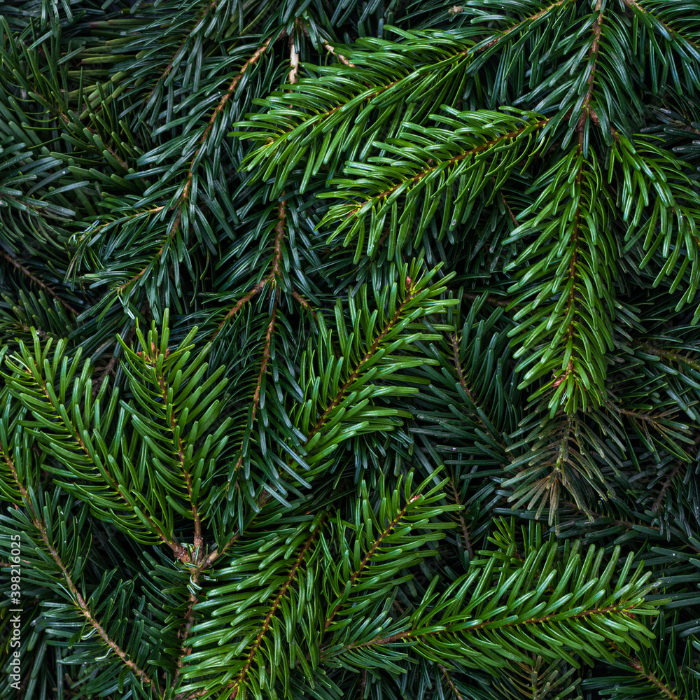 Simple Christmas background with coniferous branches of a Christmas tree Simple Christmas background with coniferous branches of a Christmas tree
