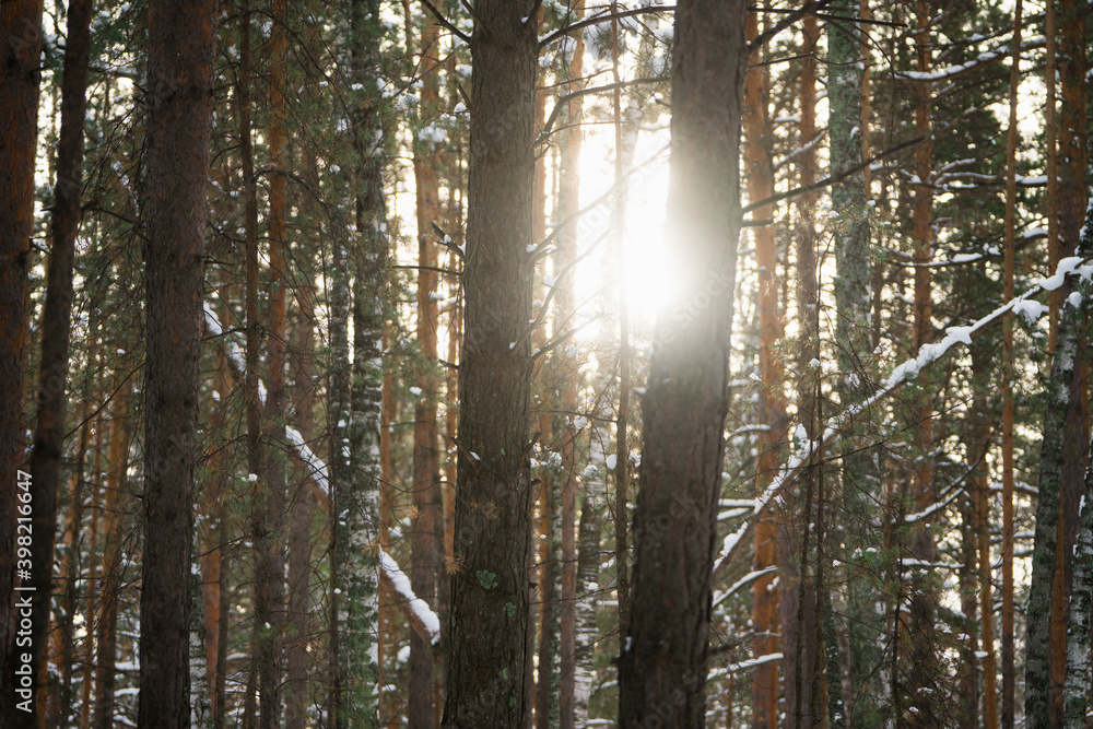 Fototapeta premium Sun shining though trees in snowy forest. Winter landscape. Selective focus.